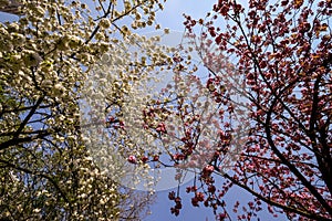 Pink and white cherry blossoms blooming with blue sky