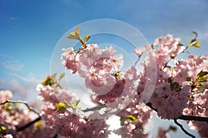 Pink and white cherry blossoms on blue sky