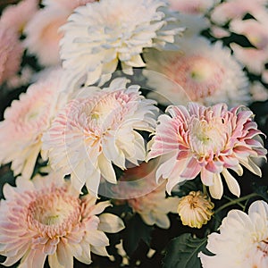 Pink and white chrysanthemum flowers