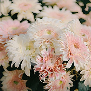 Pink and white chrysanthemum flowers