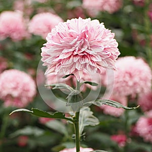 Pink and white chrysanthemum morifolium flower with leaves