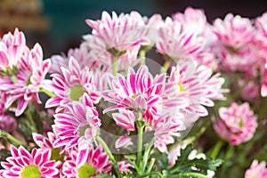 Pink and White Chrysanthemums or White Mums flowers background