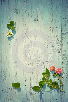 Pink and white clover on old wooden board