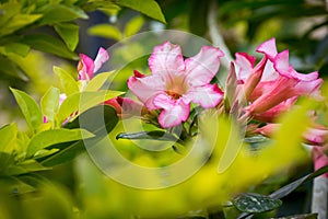 Pink and white color Desert rose or adenium flower closeup