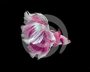 Pink and white color dragon siamese fighting fish, betta fish isolated on black background. Capture the moving moment of crown