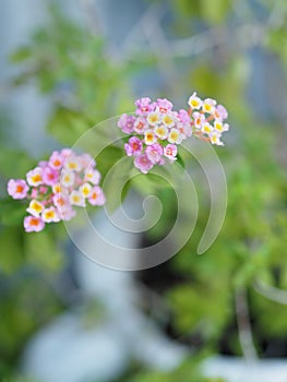 Pink White color flower Lantana camara, Verbenaceae semi pointed shrub pointed leaf edge sawtooth blooming in garden blurred of