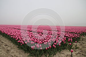 Pink and white colored tulips in rows on  a flowerbulb field in Nieuwe-Tonge in the netherland