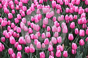 Pink and white colored tulips in rows on  a flowerbulb field in Nieuwe-Tonge in the netherlands during springtime season and fog