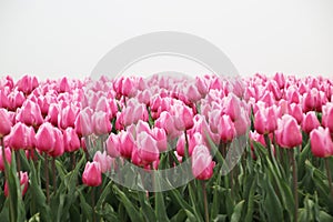 Pink and white colored tulips in rows on  a flowerbulb field in Nieuwe-Tonge in the netherlands during springtime season and fog
