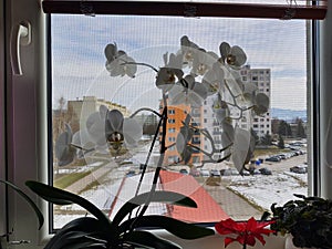 Pink and white colorful Orchid flower blooming on the window in house.