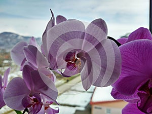 Pink and white colorful Orchid flower blooming on the window in house.