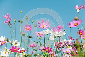 Pink and white Cosmos flower