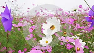 Pink and white cosmos flower field with bee on one white flower