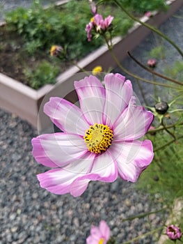Pink-and-white cosmos flower in the flowerbed