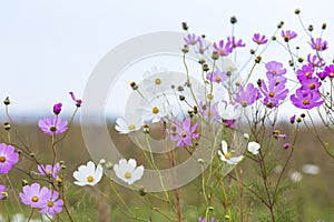 Pink and white cosmos flowers