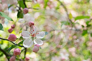 Pink and White Crabapple Blossom in Spring