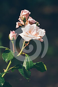 Pink white creame Tea-hybrid rose variety in garden