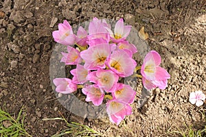 Pink and white crocuses bloomed in early autumn in Siberia at the dacha in Russia
