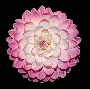 Pink white dahlia