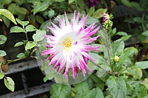 Pink and white Dahlia