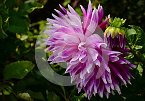 Pink and white Dahlia cultorum closeup with buds. isolated flower heads