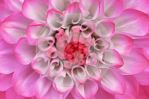 Pink white dahlia flower closeup. Macro. It can be used in website design and printing.