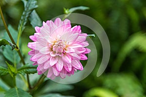 Pink and white dahlia flower in garden