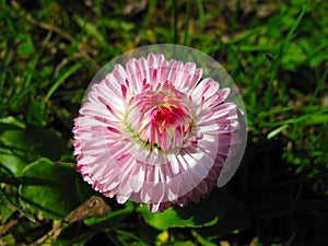 Pink and white dahlia flower macro
