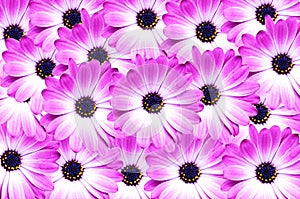 Pink and white daisy background