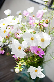 Pink and white daisy flowers