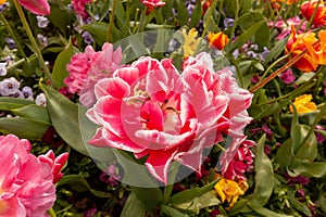 Pink with white decorative tulips flowers blooming with greenery, spring flowerbed close-up