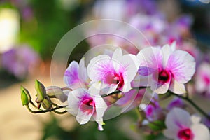 Pink-white Dendrobium Orchid