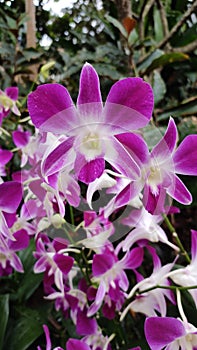 Pink and white Dendrobium orchid flower and plant