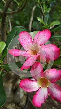 Blossom pink-white dessert rose (adenium) flowers