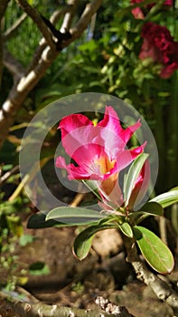 Pink-white dessert rose (adenium) flower