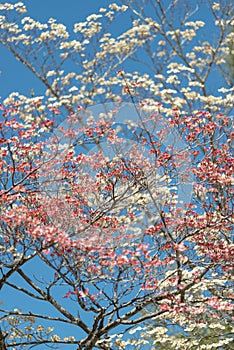 Pink and White Dogwoods Intertwined Against Blue Sky Vertical Format