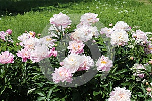 Pink-white double flowers of Paeonia lactiflora. Flowering peony plant in garden