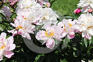 Pink-white double flowers of Paeonia lactiflora. Flowering peony plant in garden