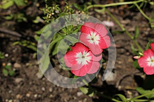 Pink and white `Drummond`s Phlox` flowers - Phlox Drummondii