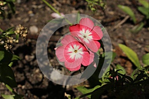 Pink and white `Drummond`s Phlox` flowers - Phlox Drummondii