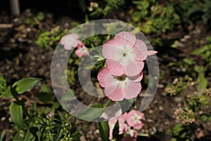 Pink and white `Drummond`s Phlox` flowers - Phlox Drummondii