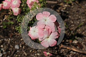 Pink and white `Drummond`s Phlox` flowers - Phlox Drummondii