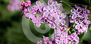 Pink with white edging spring blooming lilac flowers. Banner. Copy space. Selective focus