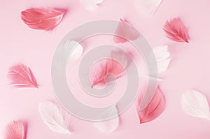 Pink and white feathers pattern on pink background