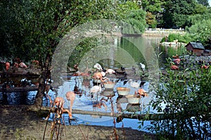 Pink and white Flamingo birds feeding at Moscow Zoo. Blue sky reflected in the water, summertime, beautiful landscape with green