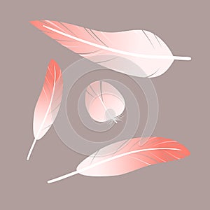 Pink white flamingo feathers collection, set of different falling fluffy twirled feathers,