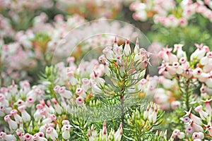 Pink white flower blooming with green leaf background