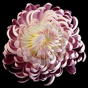 Pink-white flower chrysanthemum. Motley garden flower. black isolated background with clipping path no shadows. Closeup.