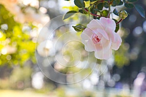 Pink and white flower in the foreground on the top and right-hand side and background is blurred photo