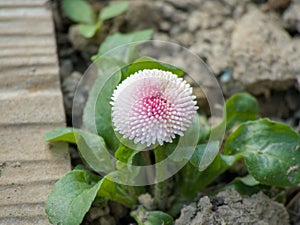 Pink white flower on gound